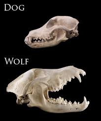 Wolf vs Dog Skull Comparison